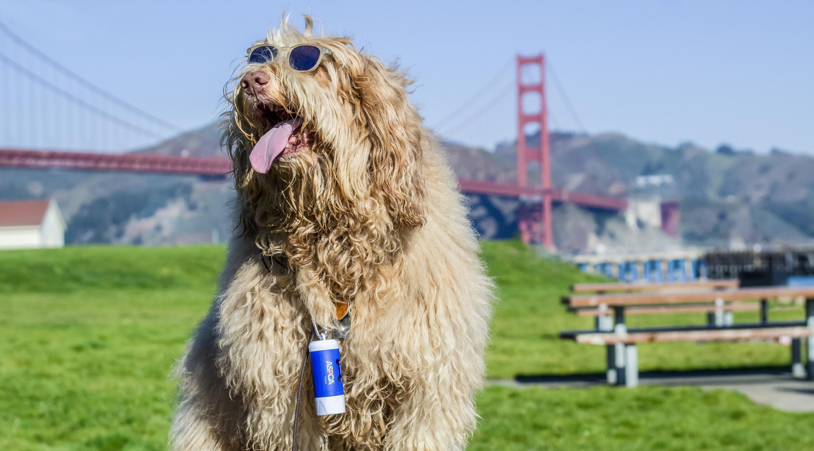 See a Pet, Share a Pet Winners!