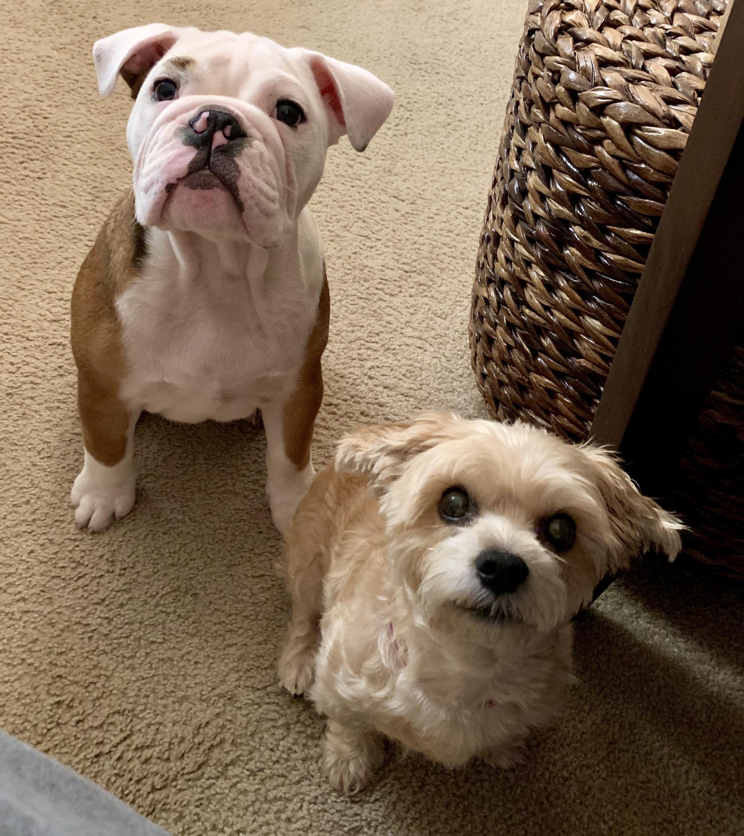 Furry colleagues by Maria Shay Rogers