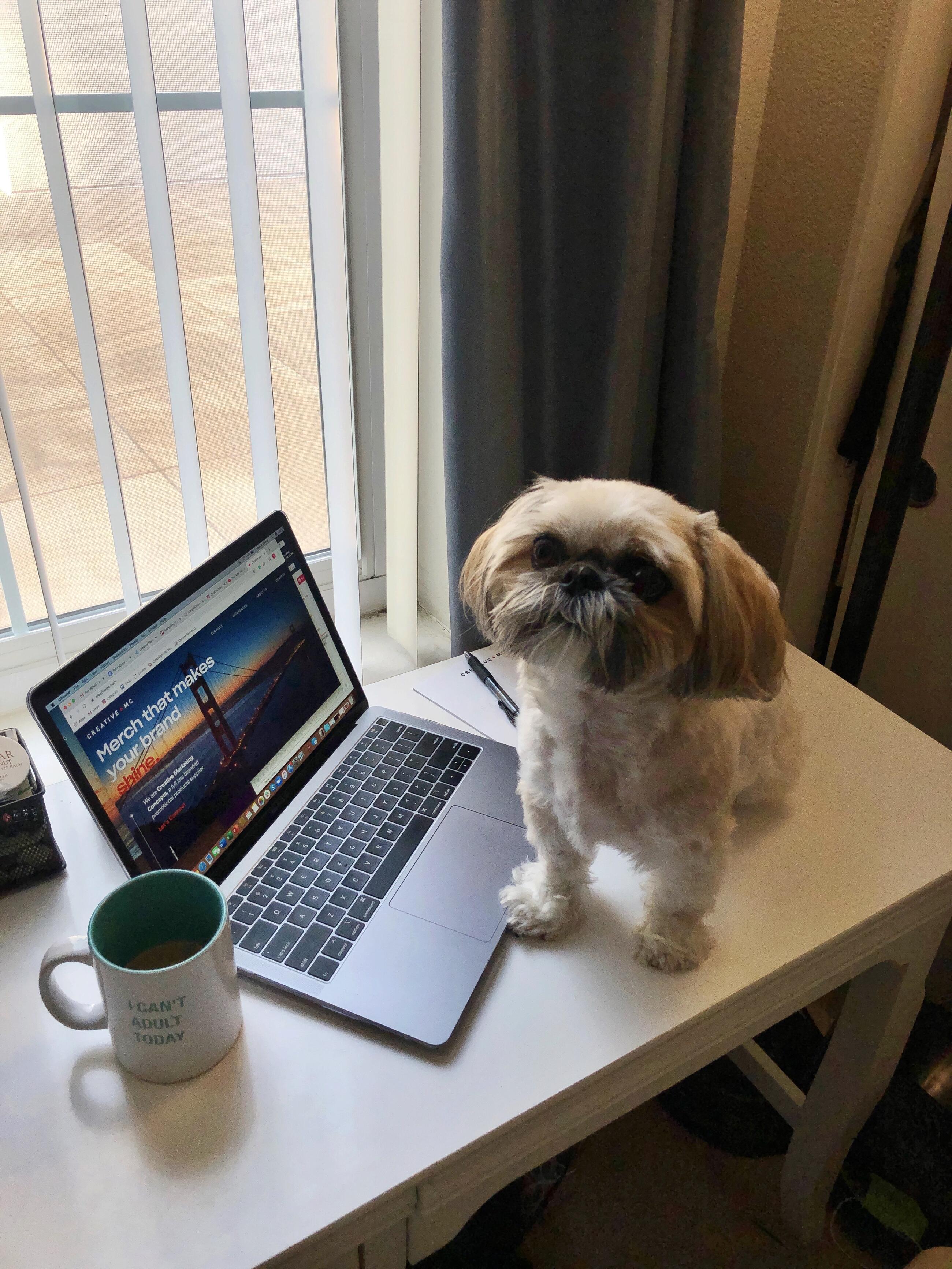 Barkley by Tori Wold