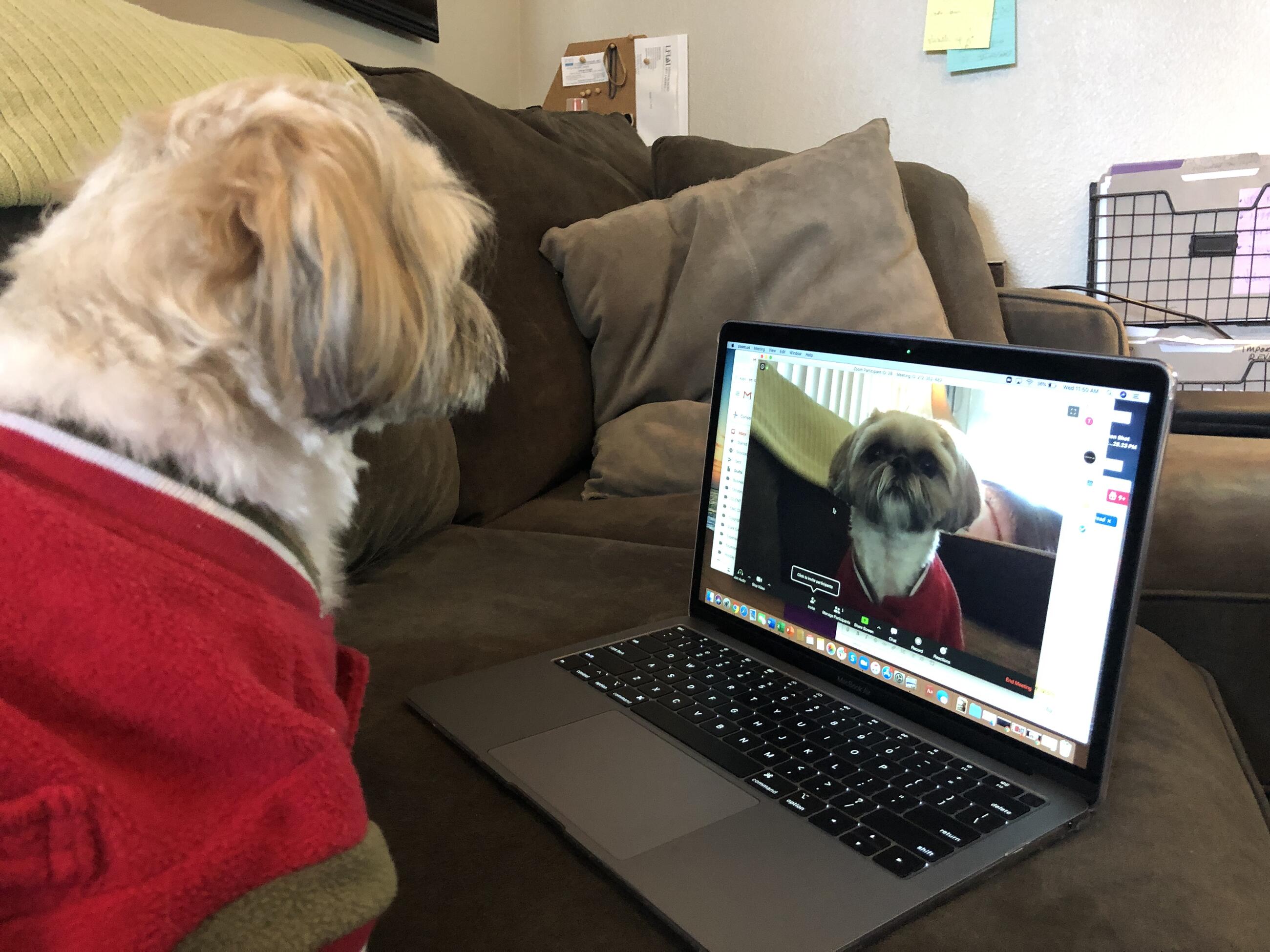 Barkley by Tori Wold