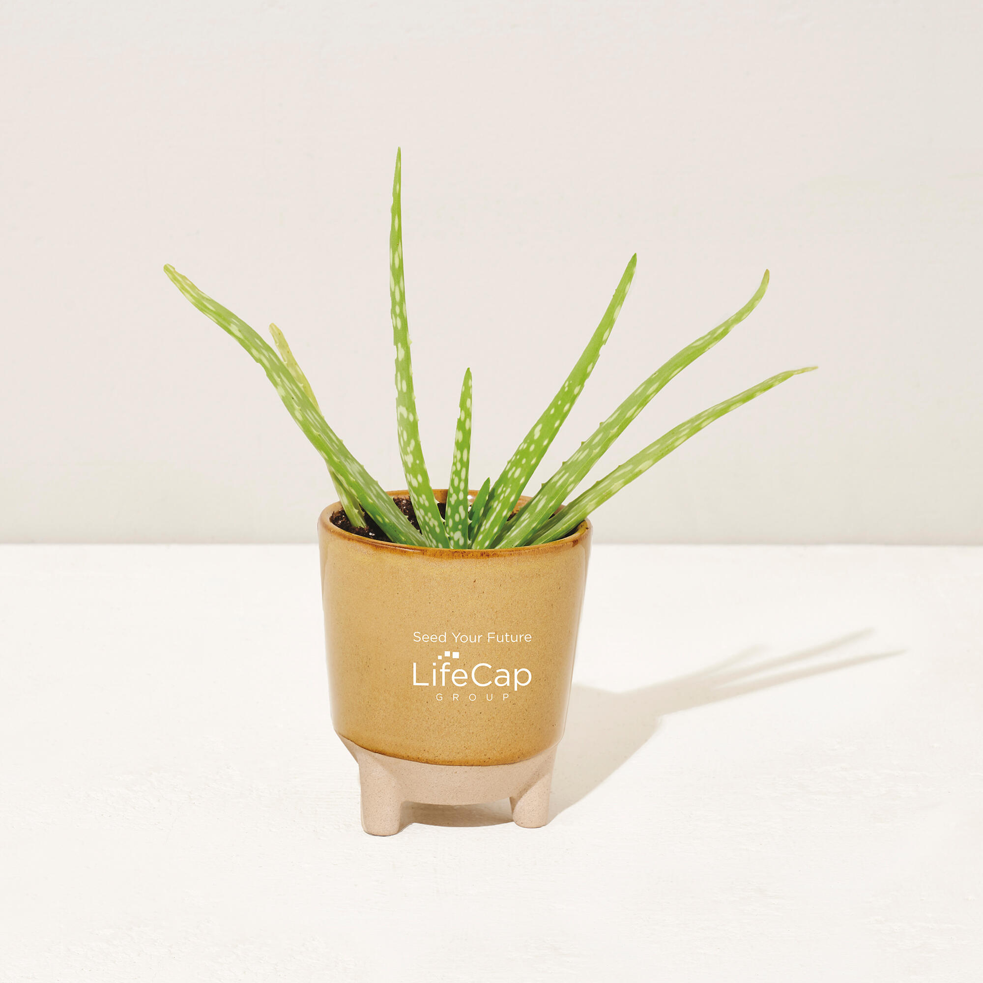 modern sprout glow and grow