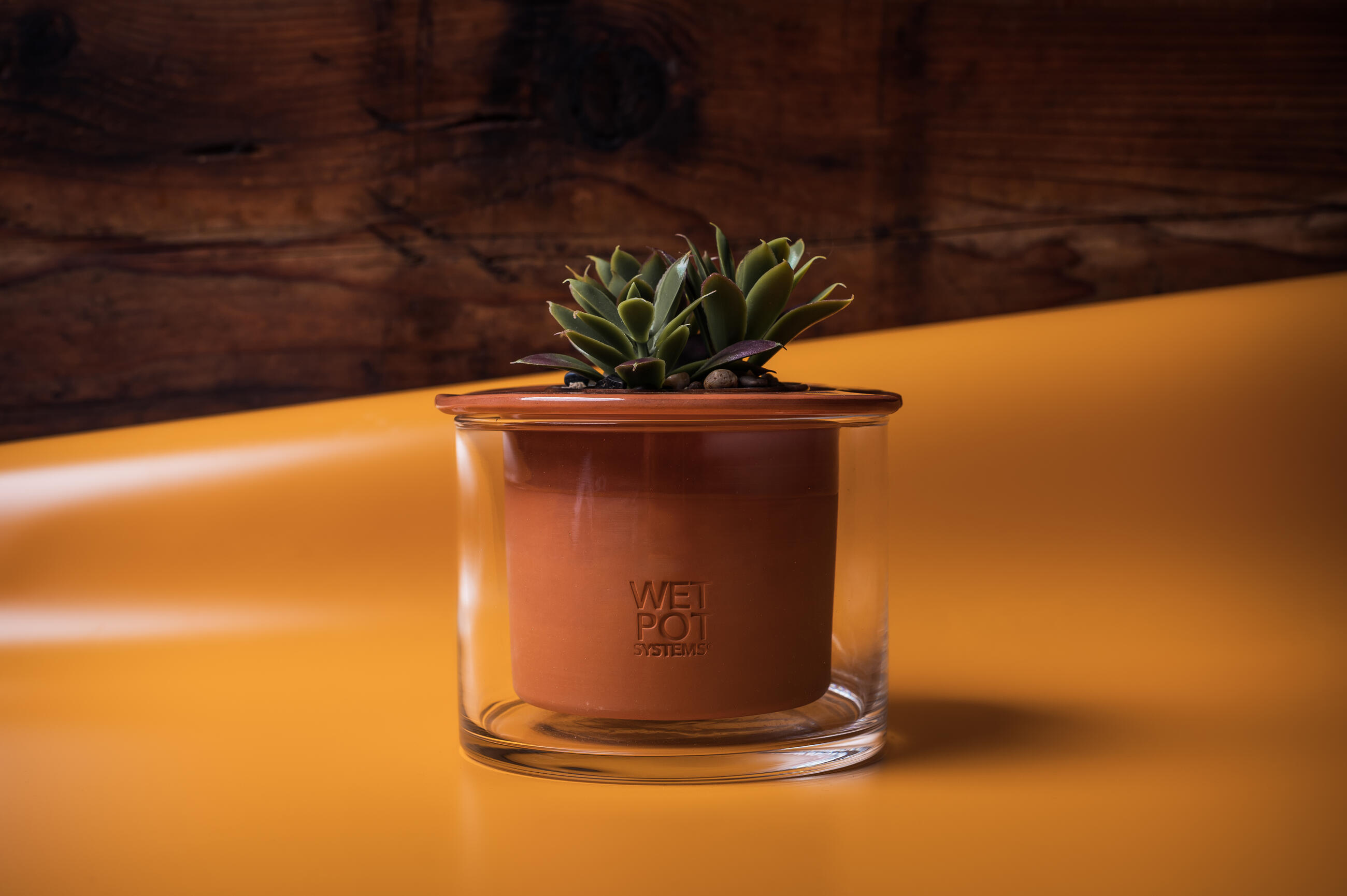 Plant seeds of office chill