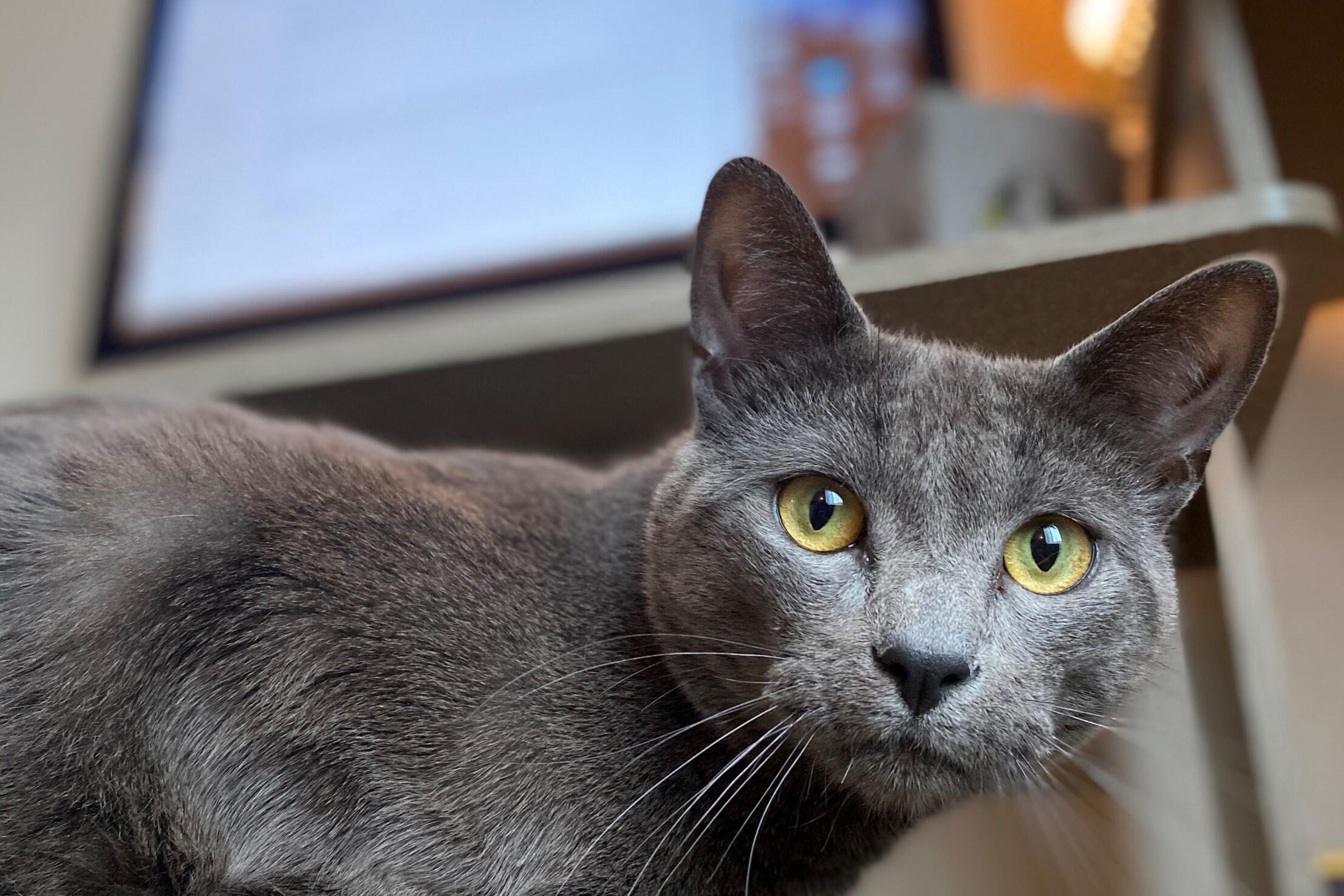 Hail to our Furry Friends!