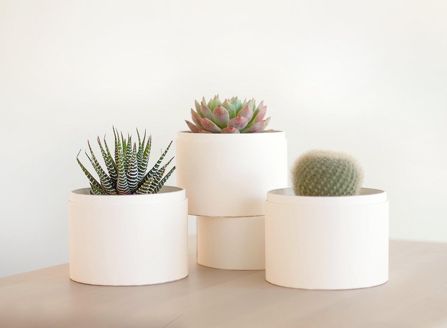 Trio Garden - Lula's Garden