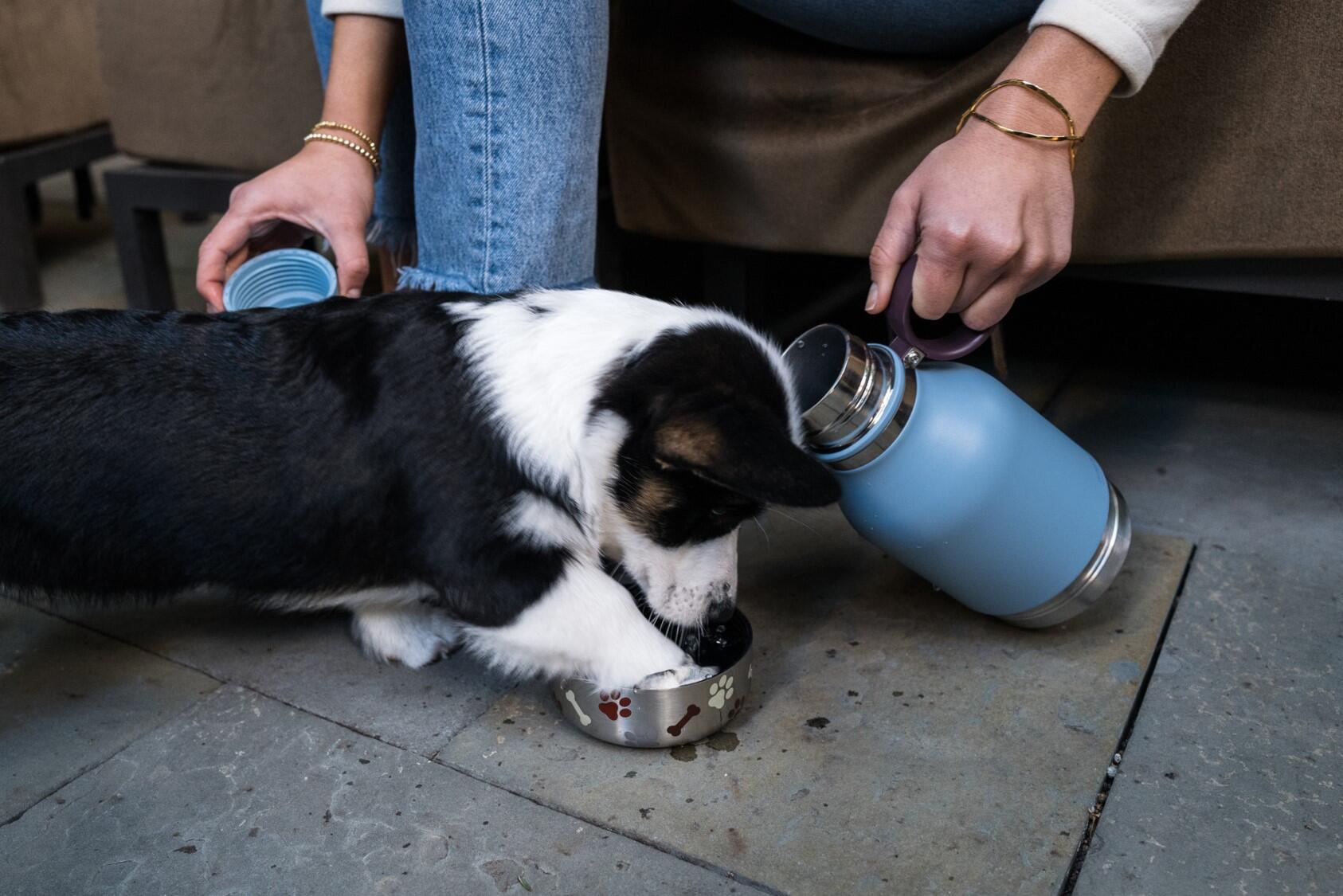 Essential friend of the furry