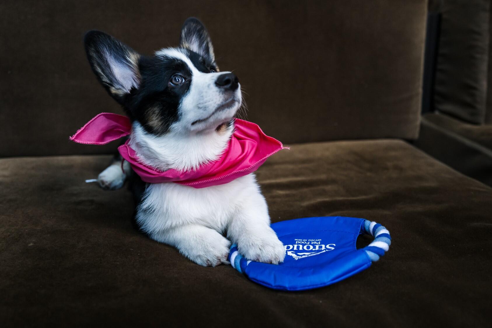 Picture-perfect pets