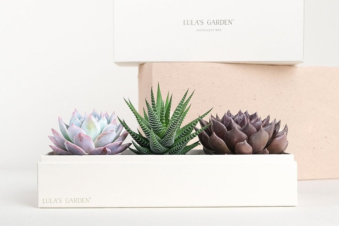 Lula's Garden Verdant Garden