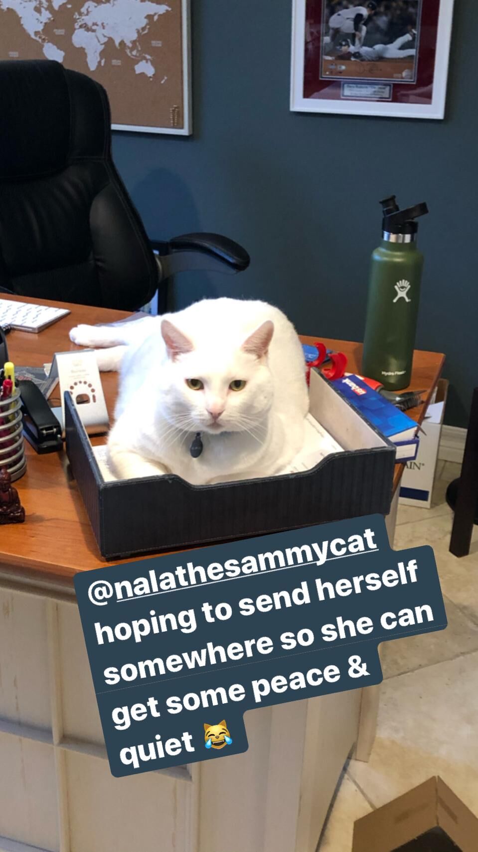 Nala the Sammy Cat by Jessica Albere