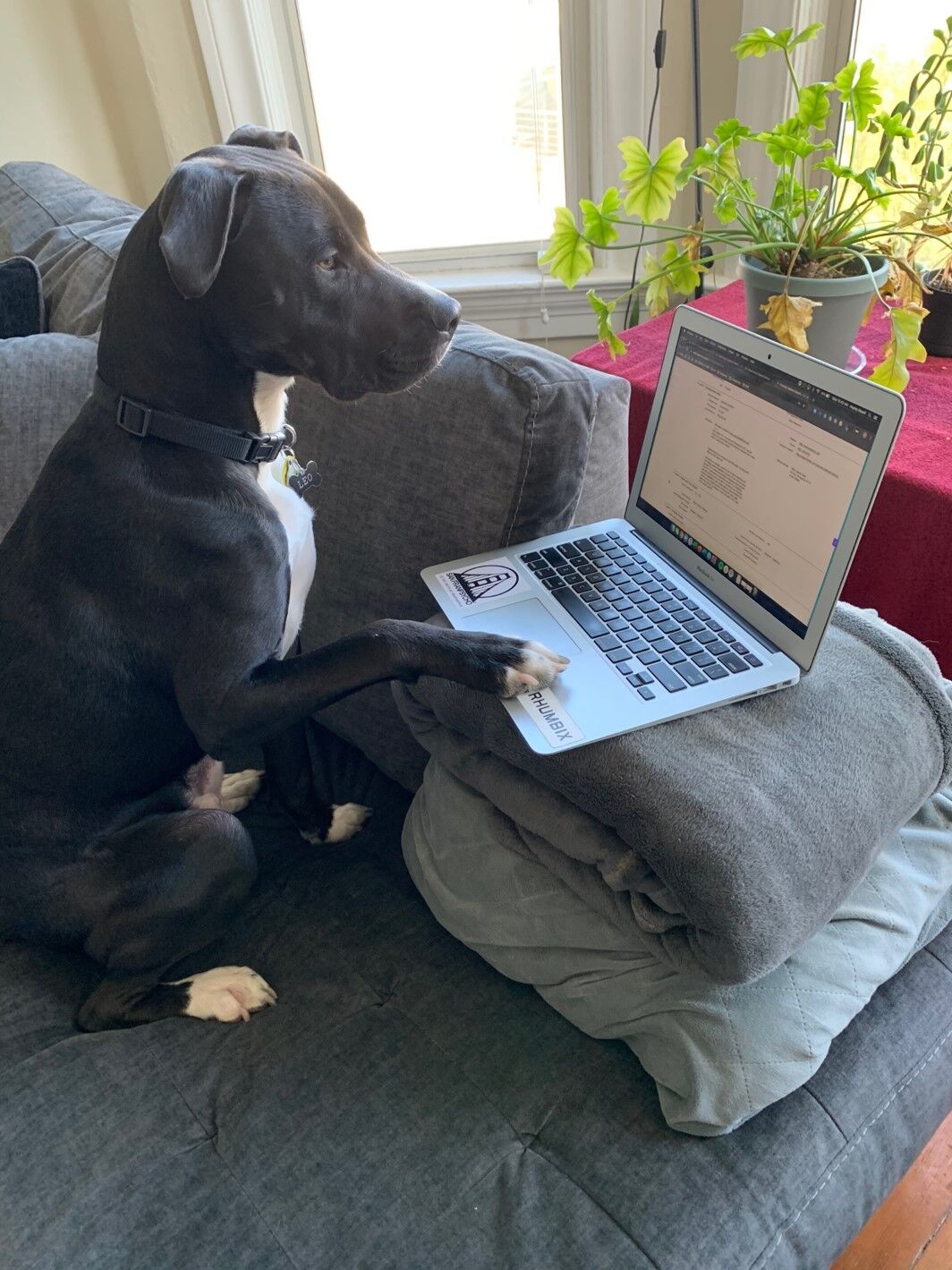 Leo by Hayley Nassif