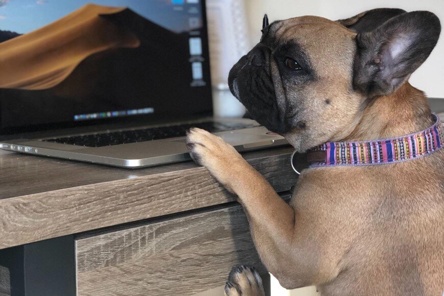 Vienna the Classy Frenchie