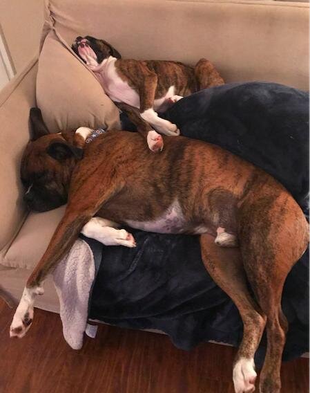 Furry Coworkers by Jackie Gregoire