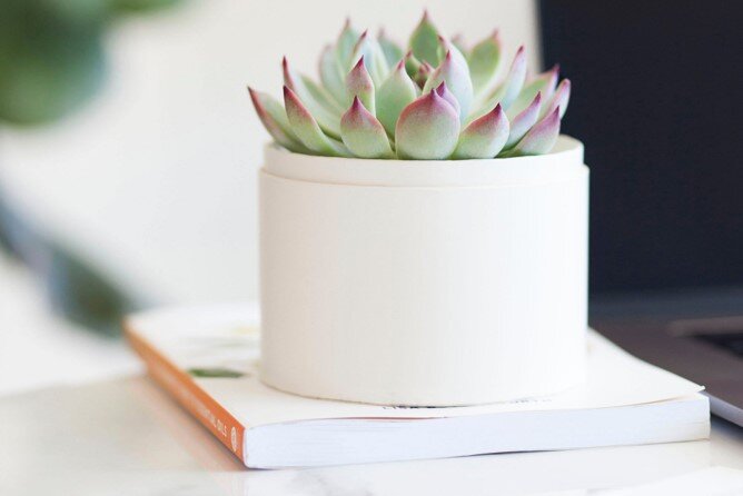 Lula’s Bliss Garden